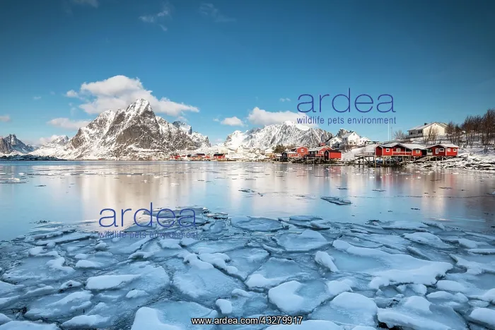 : Cabins by the fjord with ice floes in the foreground : Cabins by the fjord with ice floes in the foreground