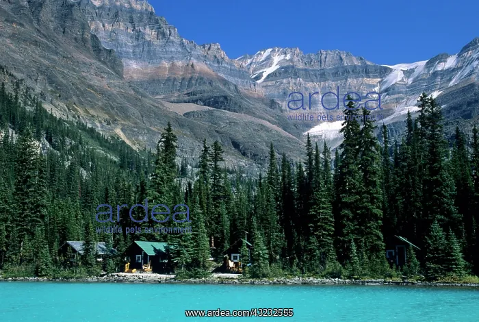 : Cabins of Lake O'Hara Lodge along shore : Cabins of Lake O'Hara Lodge along shore
