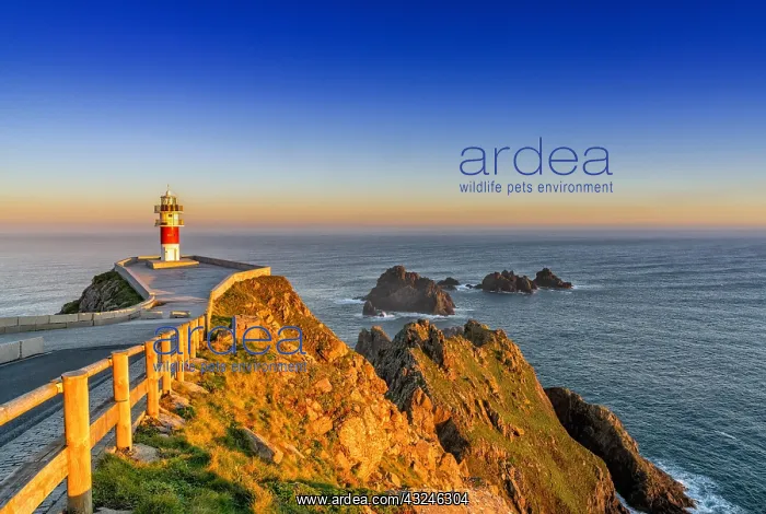 : the Cabo Ortegal lighthouse on the coast of Galicia : the Cabo Ortegal lighthouse on the coast of Galicia