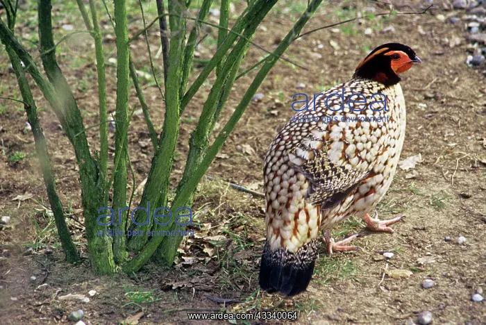 : Cabot's Tragopan : Cabot's Tragopan