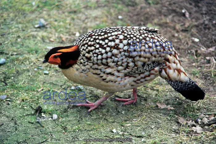: Cabot's Tragopan - Also known as: Yellow-bellied : Cabot's Tragopan - Also known as: Yellow-bellied