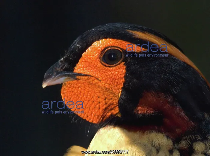 : Cabot's Tragopan Pheasant : Cabot's Tragopan Pheasant
