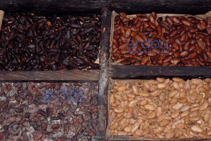 : Cacao Beans Drying : Cacao Beans Drying