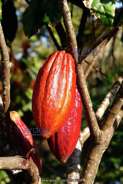 : Cacao pod (Theobroma cacao). Bali - Indonesia : Cacao pod (Theobroma cacao). Bali - Indonesia