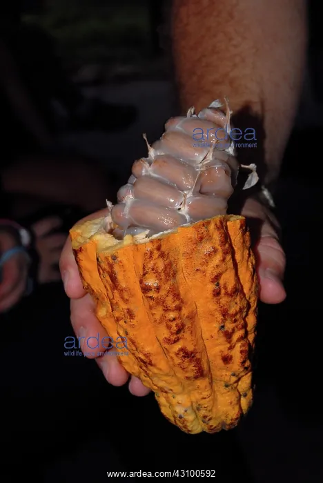  : Cacao Pod. Cacao pod cut open to show seeds (Theobroma cacao)
