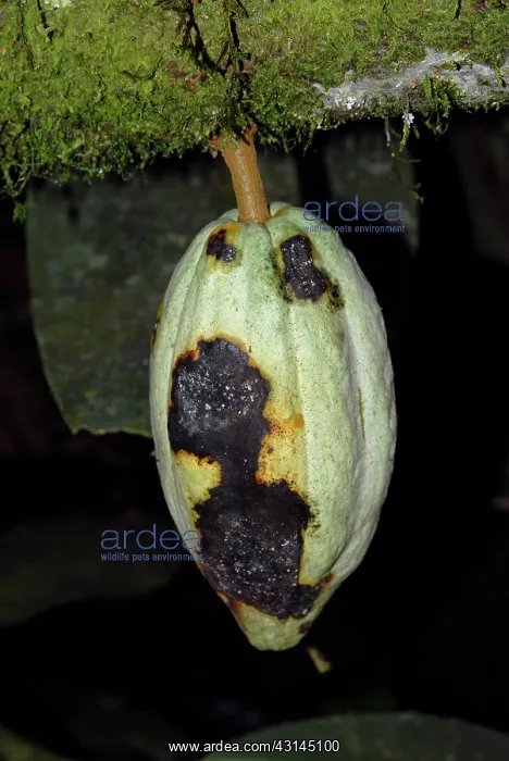 : Cacao Pod. Cacao pod (Theobroma cacao). Infected with black pod rot fungus : Cacao Pod. Cacao pod (Theobroma cacao). Infected with black pod rot fungus