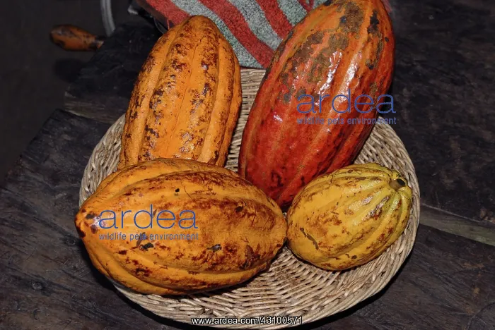 : Cacao Pods : Cacao Pods
