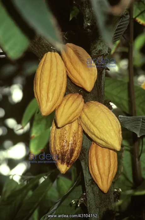 : Cacao Pods : Cacao Pods