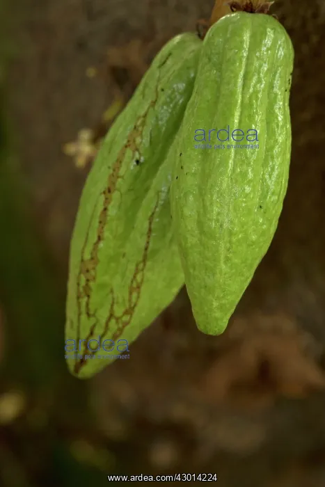  : Cacao young fruits