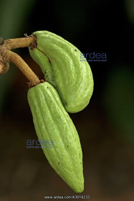  : Cacao young fruits
