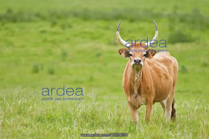 : Cachena Cattle - adult grazing in field : Cachena Cattle - adult grazing in field