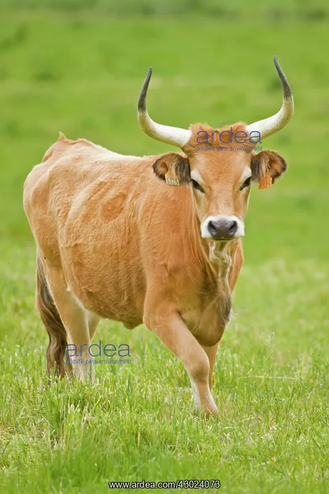 : Cachena Cattle - adult male walking in field : Cachena Cattle - adult male walking in field