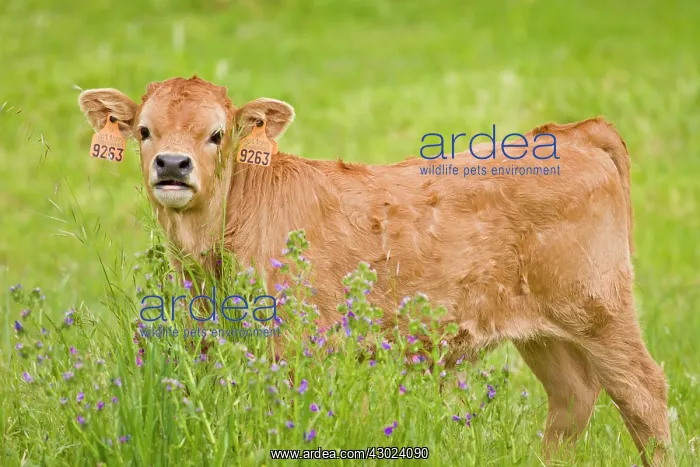  : Cachena Cattle - calf grazing in field