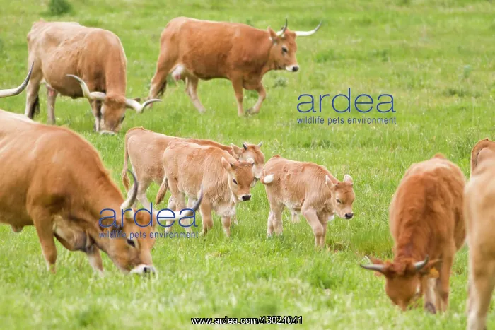 : Cachena Cattle - calves and adults grazing in field : Cachena Cattle - calves and adults grazing in field