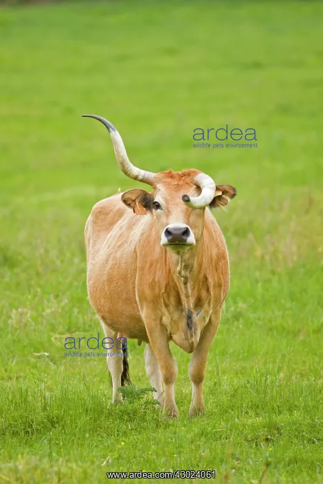 : Cachena Cattle - female with malformed horn grazing in field : Cachena Cattle - female with malformed horn grazing in field