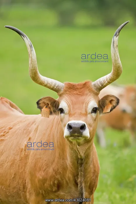 : Cachena Cattle - portrait of adult in field : Cachena Cattle - portrait of adult in field