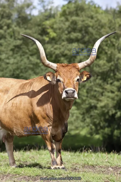 : Cachena cow in a meadow in Spain : Cachena cow in a meadow in Spain