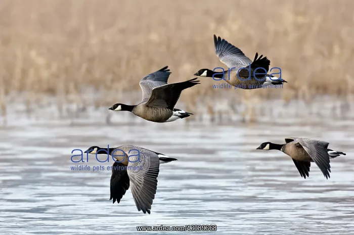 : Cackling Geese Flying : Cackling Geese Flying