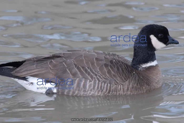 : Cackling Goose : Cackling Goose