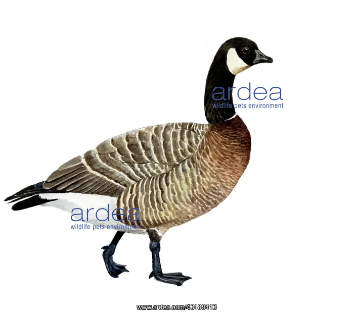 : Cackling goose (Branta hutchinsii minima) adult : Cackling goose (Branta hutchinsii minima) adult