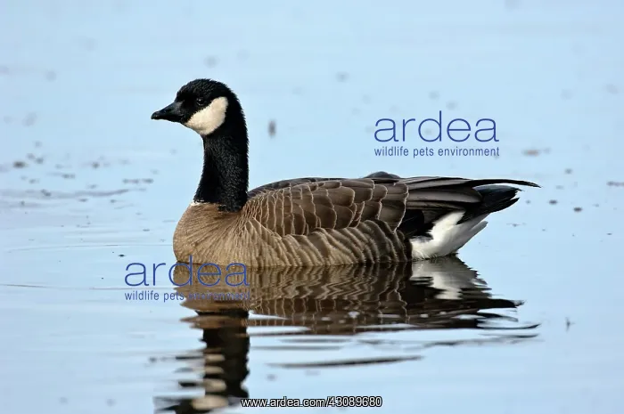 : Cackling goose in water : Cackling goose in water