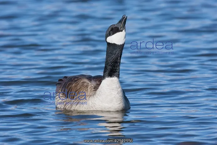 : Cackling Goose, - in winter : Cackling Goose, - in winter