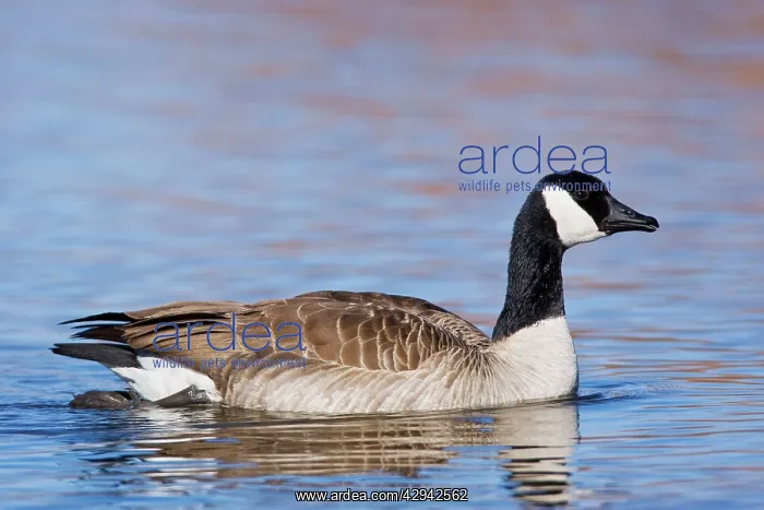 : Cackling Goose - in winter : Cackling Goose - in winter