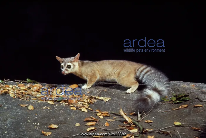 : Cacomistle / RIng-tailed Cat : Cacomistle / RIng-tailed Cat