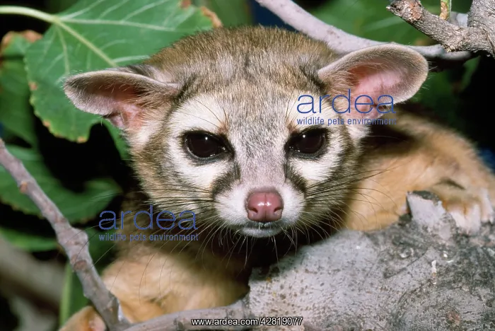 : Cacomistle / Ring-tailed cat - close-up : Cacomistle / Ring-tailed cat - close-up