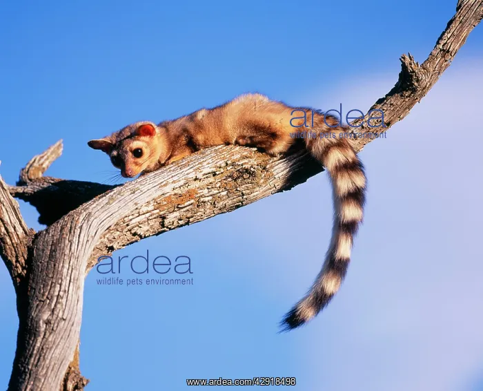 : Cacomistle / Ringtailed Cat / Ringtail : Cacomistle / Ringtailed Cat / Ringtail