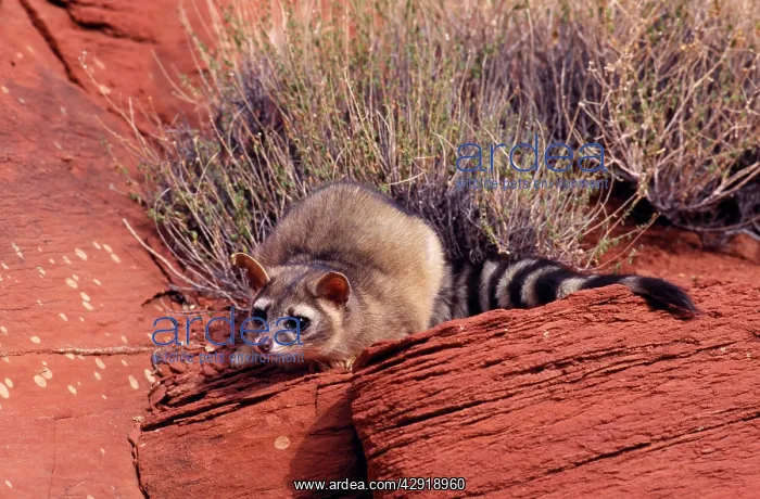 : Cacomistle / Ringtailed Cat / Ringtail : Cacomistle / Ringtailed Cat / Ringtail