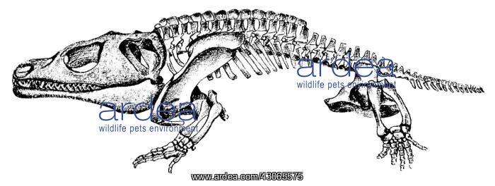 : Cacops, Cenozoic Amphibian : Cacops, Cenozoic Amphibian