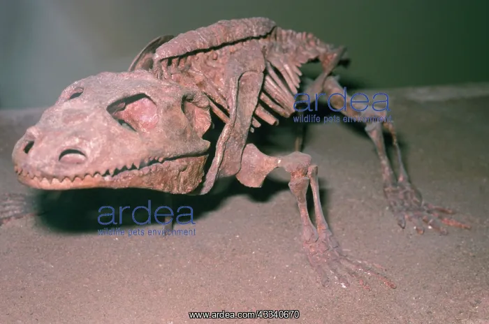 : Cacops Fossil - cotylosaur reptile, Permian : Cacops Fossil - cotylosaur reptile, Permian