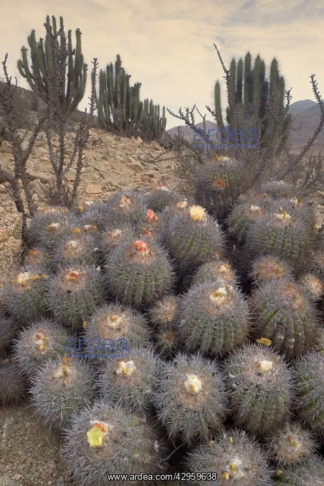 : Cacti - blooming Echinocactus cinerascens and Eulychnia : Cacti - blooming Echinocactus cinerascens and Eulychnia