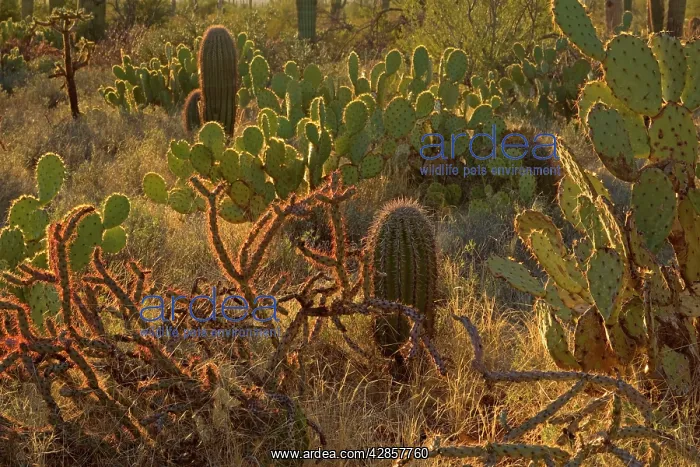 : Cacti - Engelmann Prickly Pear / Cow's Tongue Cactus : Cacti - Engelmann Prickly Pear / Cow's Tongue Cactus