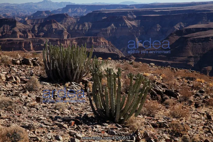 : Cacti, Fish River Canyon, Southern Namibia : Cacti, Fish River Canyon, Southern Namibia