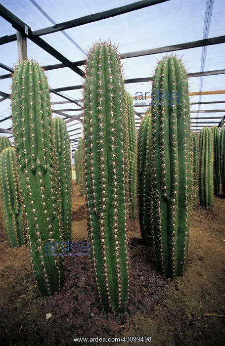: Cacti in Sicilian Greenhouse : Cacti in Sicilian Greenhouse