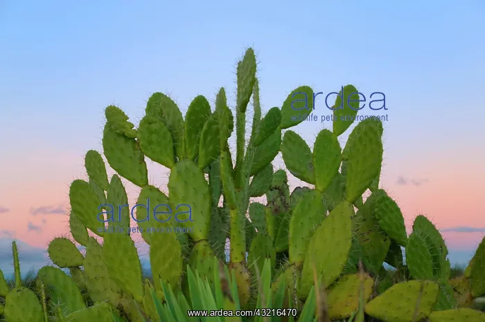 : Cacti and sisal in Dry Forest, Berenty : Cacti and sisal in Dry Forest, Berenty