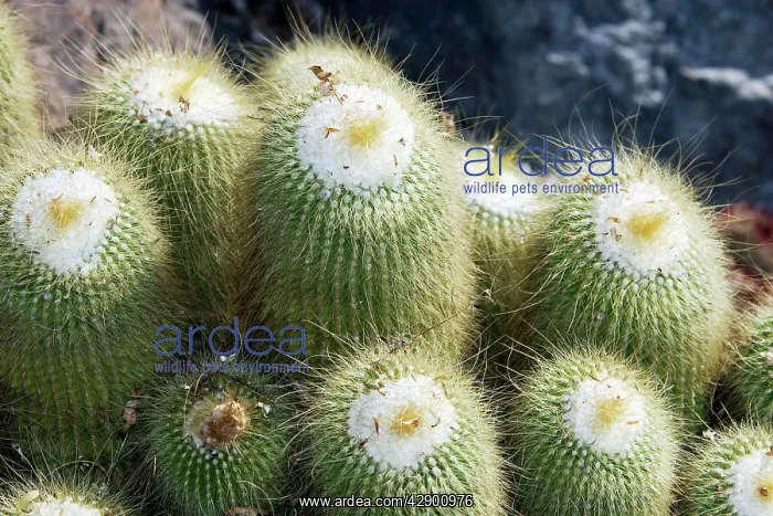 : Cactus (Notocactus leninghausii). Nice, France : Cactus (Notocactus leninghausii). Nice, France