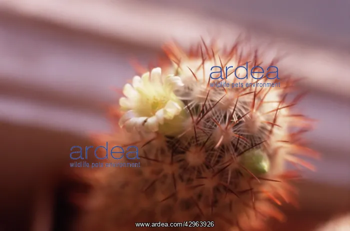 : Cactus, Pincushion cactus, Mammillaria microhelia : Cactus, Pincushion cactus, Mammillaria microhelia