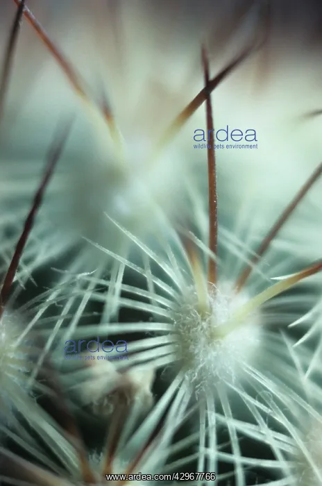 : Cactus, Pincushion cactus, Mammillaria microhelia : Cactus, Pincushion cactus, Mammillaria microhelia