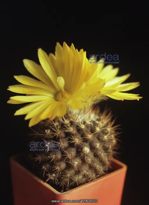 : Cactus, Parodia formosa : Cactus, Parodia formosa
