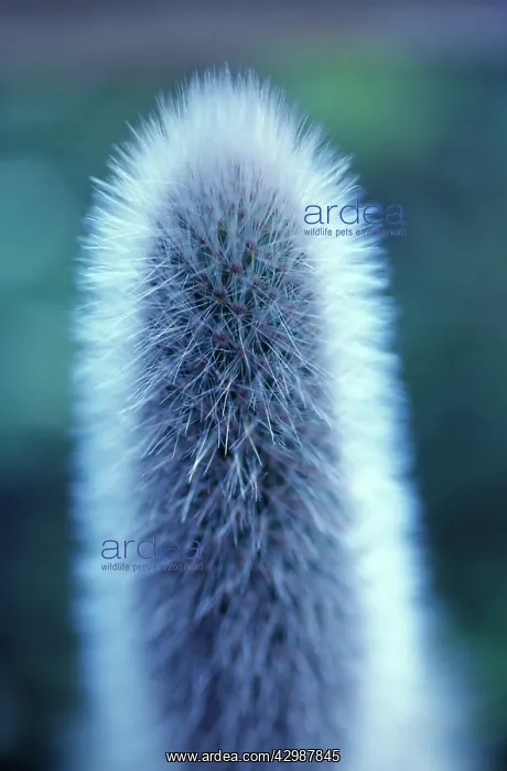 : Cactus, Aporocactus : Cactus, Aporocactus