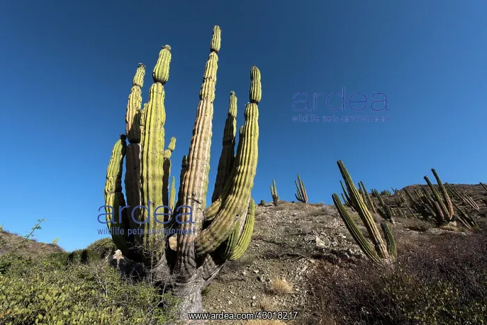  : Cactus