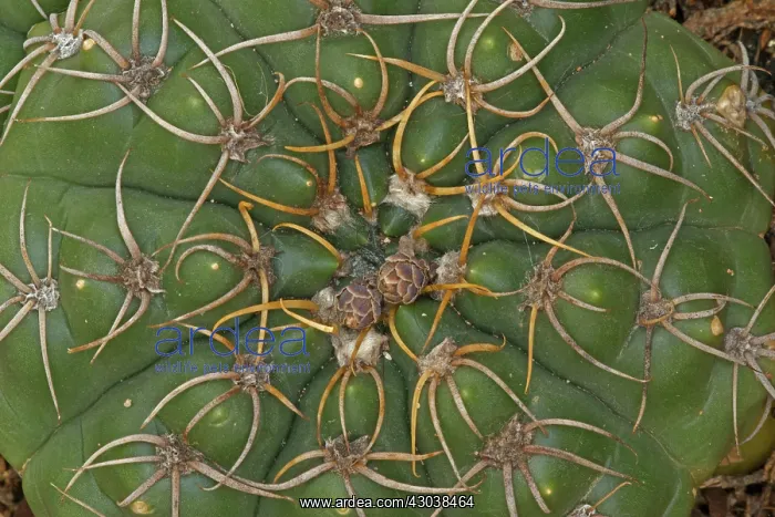 : Cactus