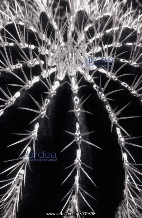 : Cactus, Parodia magnifica : Cactus, Parodia magnifica