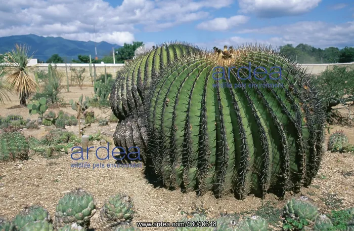 : Cactus, Echinocactus platyacanthus, Barrel cactus : Cactus, Echinocactus platyacanthus, Barrel cactus