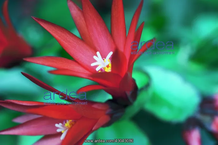 : Cactus, Easter cactus, Rhipsalidopsis gaertneri : Cactus, Easter cactus, Rhipsalidopsis gaertneri