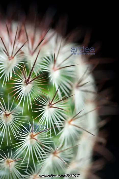 : Cactus, Pincushion cactus, Mammillaria microhelia : Cactus, Pincushion cactus, Mammillaria microhelia