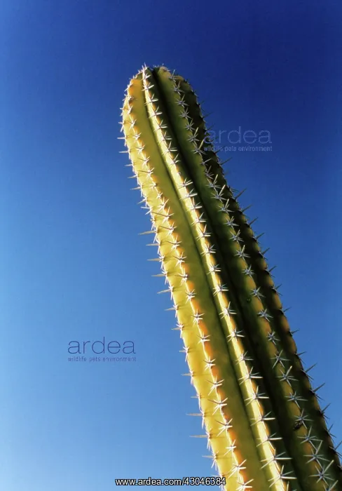 : Cactus, Echinopsis : Cactus, Echinopsis